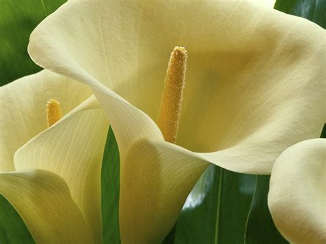 Download White Flower Flower Close-up Leaf Lily Nature Calla Lily HD ...