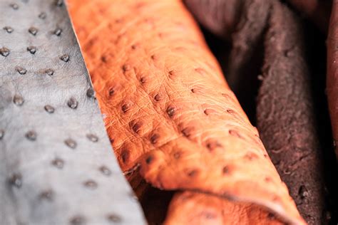 Exotic Leather 的图像结果