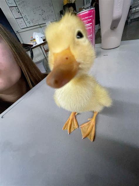 Cute Duck Pfp