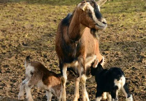 Goat Gestation Chart - Goat Calculator