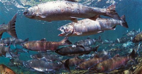 Coldwater Connection Campaign Clearing Way for Fish | U.S. Fish ...