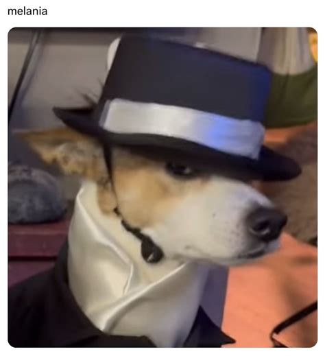 28 Of The Funniest Melania Hat Memes From Trump's Inauguration