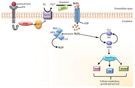 The Role of Hydrogen Peroxide in Redox-Dependent Signaling: Homeostatic ...