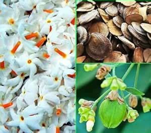 Night Jasmine Harsingar Parijat Flower Seeds | Nyctanthes Arbor Tristis ...
