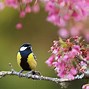 Image result for Spring Bird Scenes