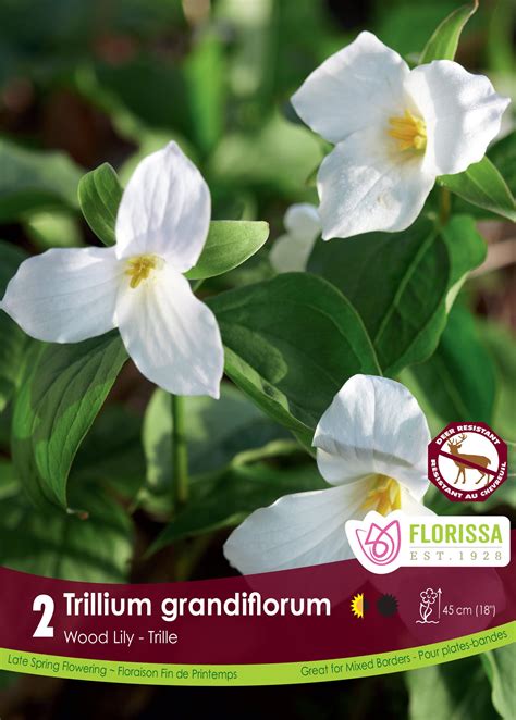 Pépinière.ca | Snow Trillium 'Grandiflorum'