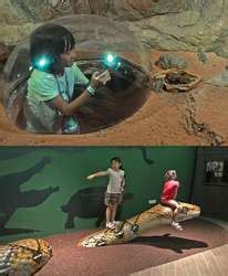 ZooLex Exhibit - RepTopia - Caiman Lizard