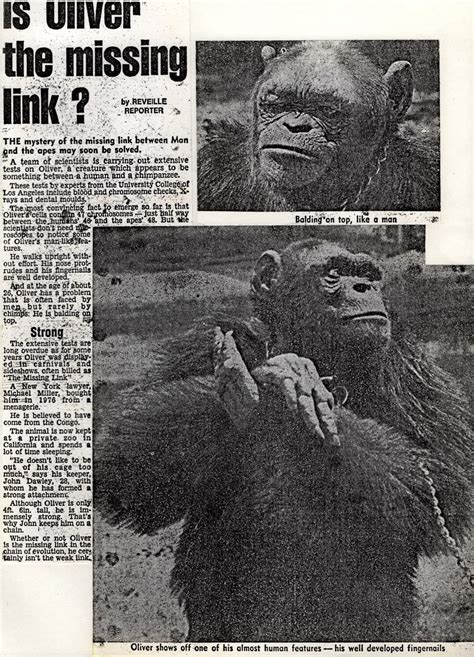 ShukerNature: 'APE-MAN' OLIVER - THE CHIMP THAT MADE A CHUMP OUT OF SCIENCE