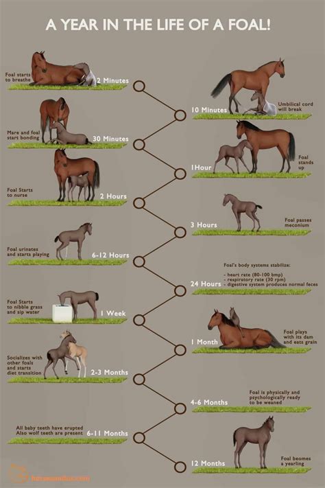 What Is A Baby Horse Called? First Year and Predicted Height | Baby ...