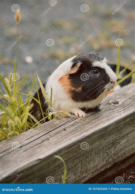 Two Cute Guinea Pigs Adorable American Tricolored with Swirl on Head ...