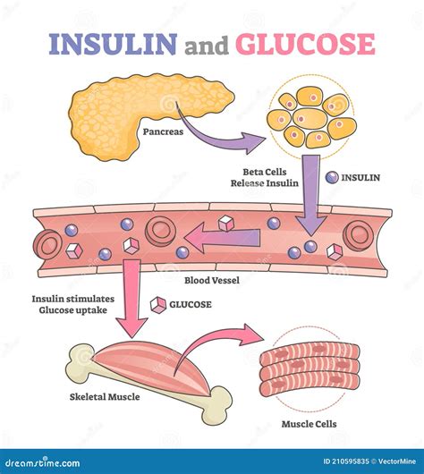 Mechanism Of Insulin