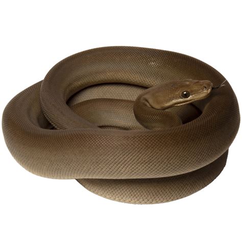 Image result for How to Make a Olive Python Nesting