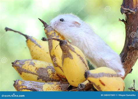A Campbell Dwarf Hamster is Eating a Ripe Banana on a Tree. Stock Image ...