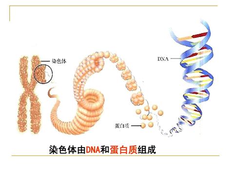 染色体，基因，DNA，蛋白质之间的关系 生物