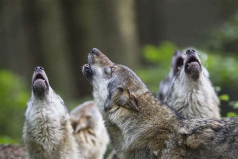 Image result for Wolves Howl