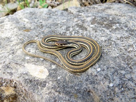 Western Ribbon Snake (Thamnophis proximus) - Reptiles and Amphibians of ...