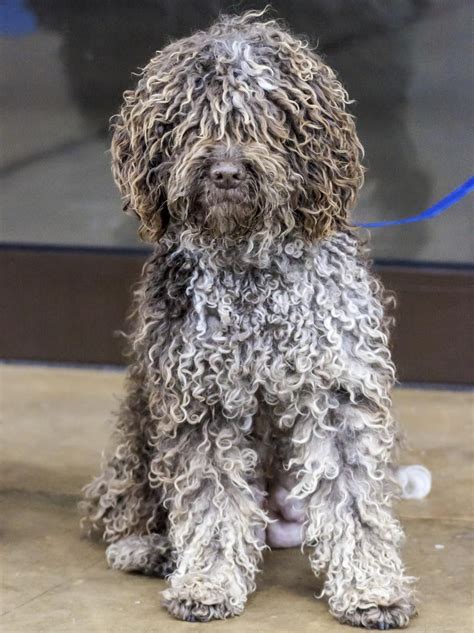 Curly portuguese water dog | Portuguese water dog, Portugese water dogs ...