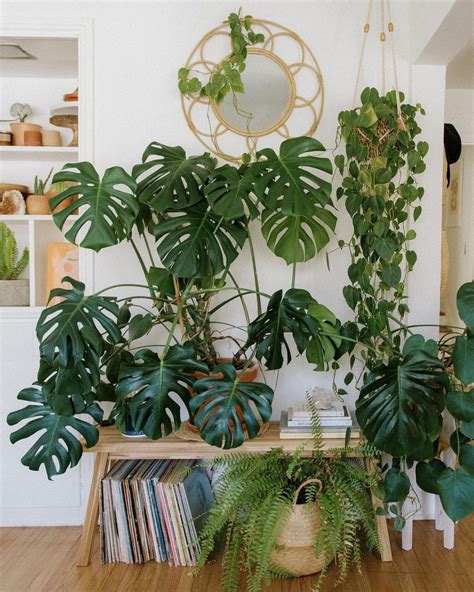 40 Cool Indoor Plants to Add to Your Home ASAP