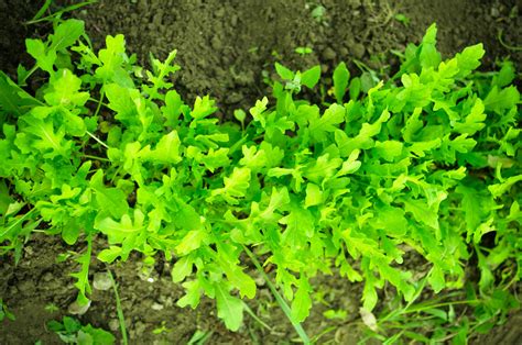 The Best Companion Plants for Arugula and What to Avoid