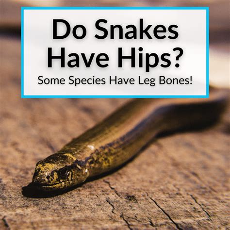 Do Snakes Have Hips? (Some Species Have Leg Bones!)
