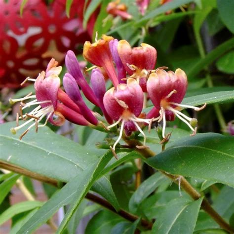 Image result for lonicera henryi beeren