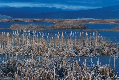 Lower Klamath National Wildlife Refuge | FWS.gov