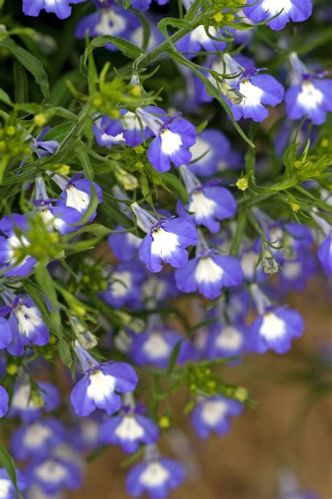 12 of the Best Shade-Loving Annuals That Will Look Gorgeous All Summer