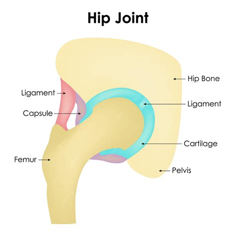 Hip Joint Hip Bone Ligament Cartilage Pelvis Capsule Femur Vector ...