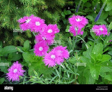 Pink flowers and garden mint patch Stock Photo - Alamy