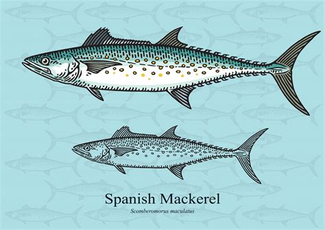 Spanish Mackerel