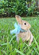 Image result for Blue Netherland Dwarf Rabbit