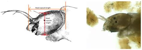Paratanytarsus grimmii (Chironomidae) Larvae in Drinking Water ...
