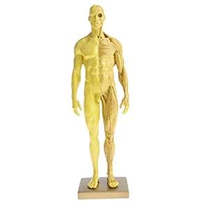 Buy Enakshi 11 Inch Male Anatomy Figure Model Anatomical Reference for ...