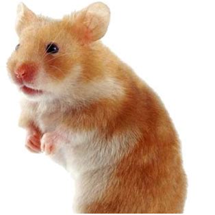 ICMR - National Institute of Nutrition, India