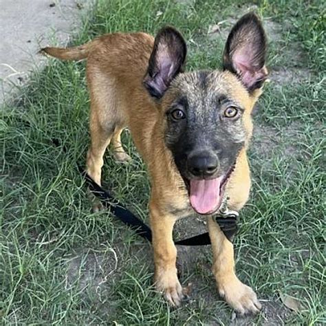 Laredo Animal Protective Society