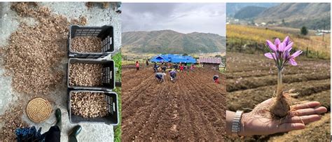 Purple revolution to bring NE saffron to the market & benefit farmers ...