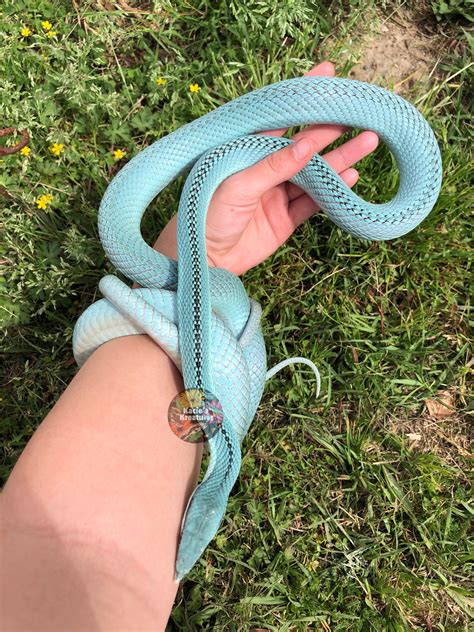 Blue Racer Snake