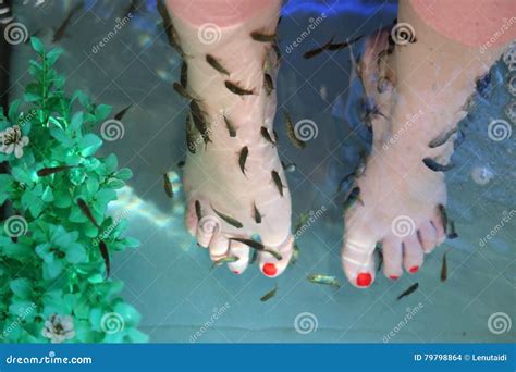 Garra Rufa, Also Called Doctor Fish Eating Skin On Legs Royalty-Free ...
