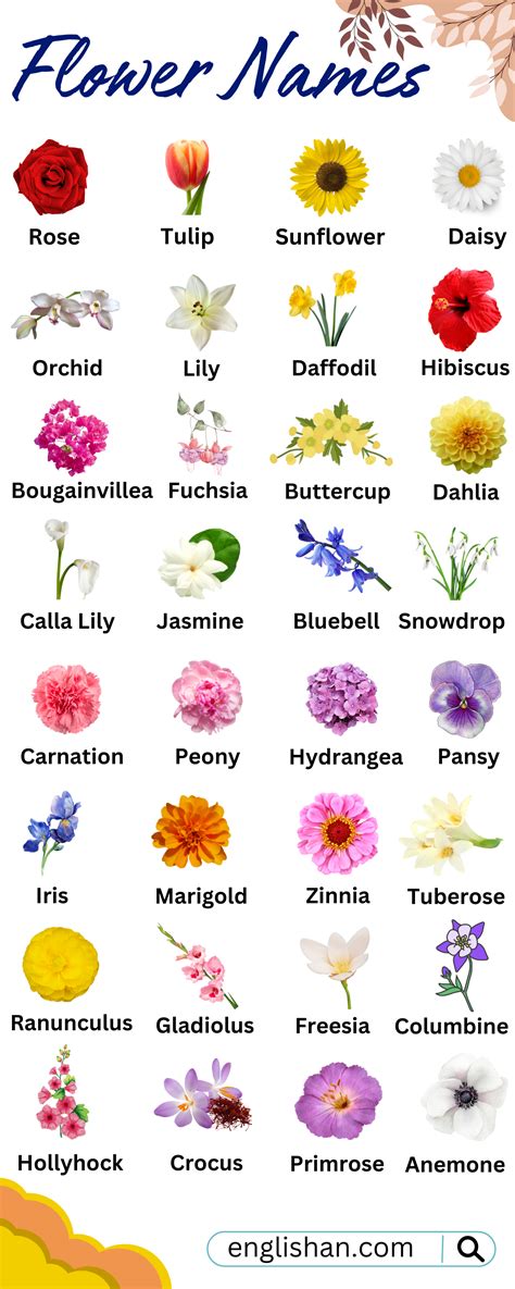 100 Flowers Names in English with Pictures • Englishan