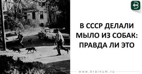 Мыло делают из собак – Правда ли, что хозяйственное мыло делают из собак?