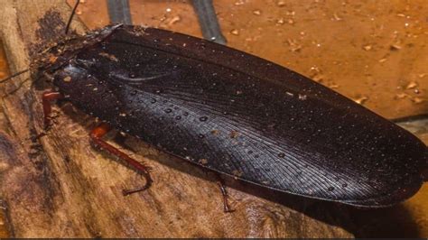 Giant, Winged And Unbelievable: Meet The World’s Largest Cockroach And ...