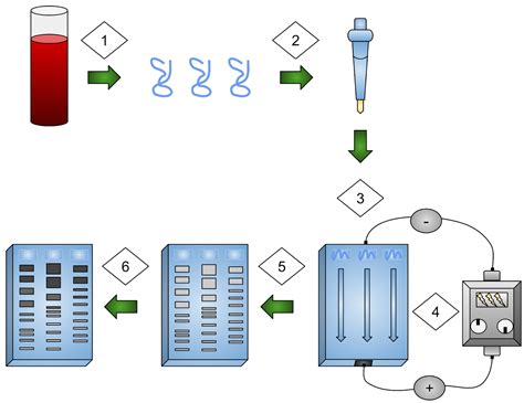 DNA Fingerprinting Examples 的图像结果