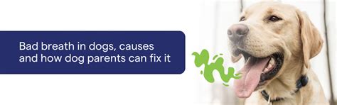 Dog Bad Breath: 7 Causes and How to Fix It – K9 Vitality