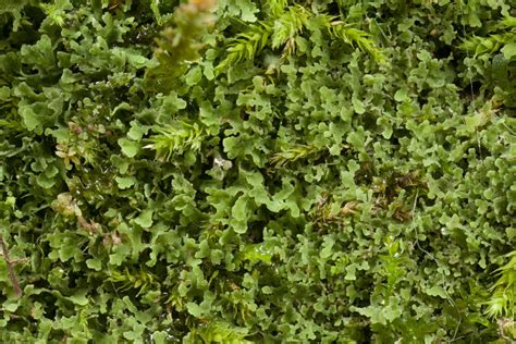 Flakea papillata habitat – Ohio Moss and Lichen Association