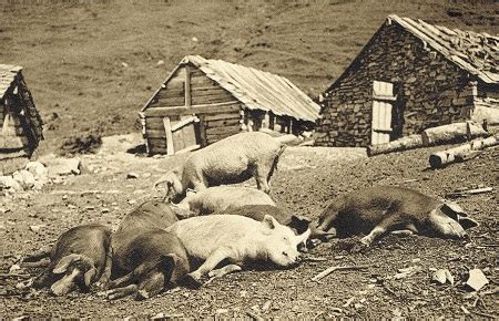 Pro Patrimonio Montano - Old pictures and postcards of Alpine pig ...