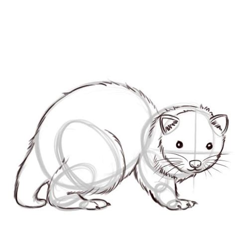 How to Draw a Ferret: 8 Steps (with Pictures) - wikiHow | Animal ...