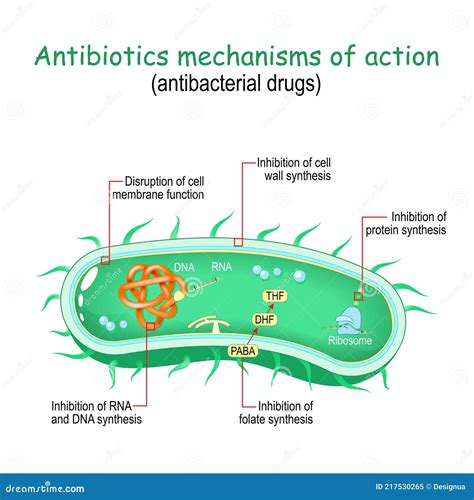 Antibiotics Mechanisms Of Action. Antibacterial Drugs Cartoon Vector | CartoonDealer.com #217530265