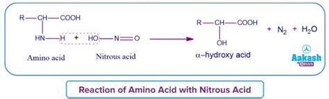 Properties of Amino Acids – Introduction, Classification, Functions ...