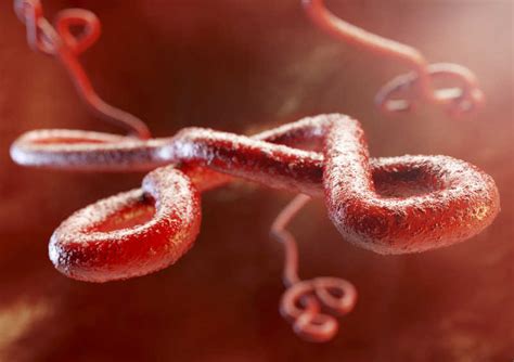科学网—治疗埃博拉病毒感染药物研究新动态 - 诸平的博文