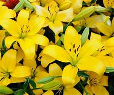 immagini sui fiori fiori immagini e foto da condividere sapevatelo immagini sui fiori fiori immagini e foto da condividere sapevatelo
